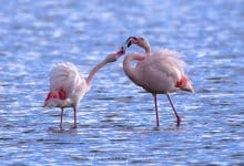 Fenicotteri rosa Francesco Tamarro
