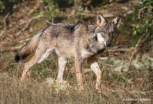 Lupo foto Maurizio Berni