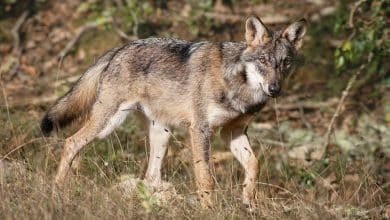 Lupo foto Maurizio Berni