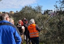 confagricoltura potatura olivi 34