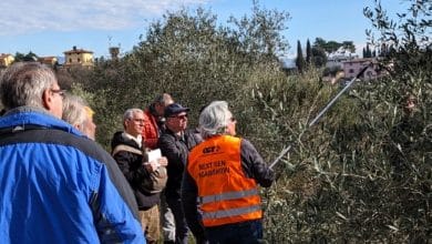 confagricoltura potatura olivi 34