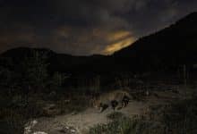 gatto selvatico foto andrea shoubridge