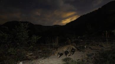 gatto selvatico foto andrea shoubridge