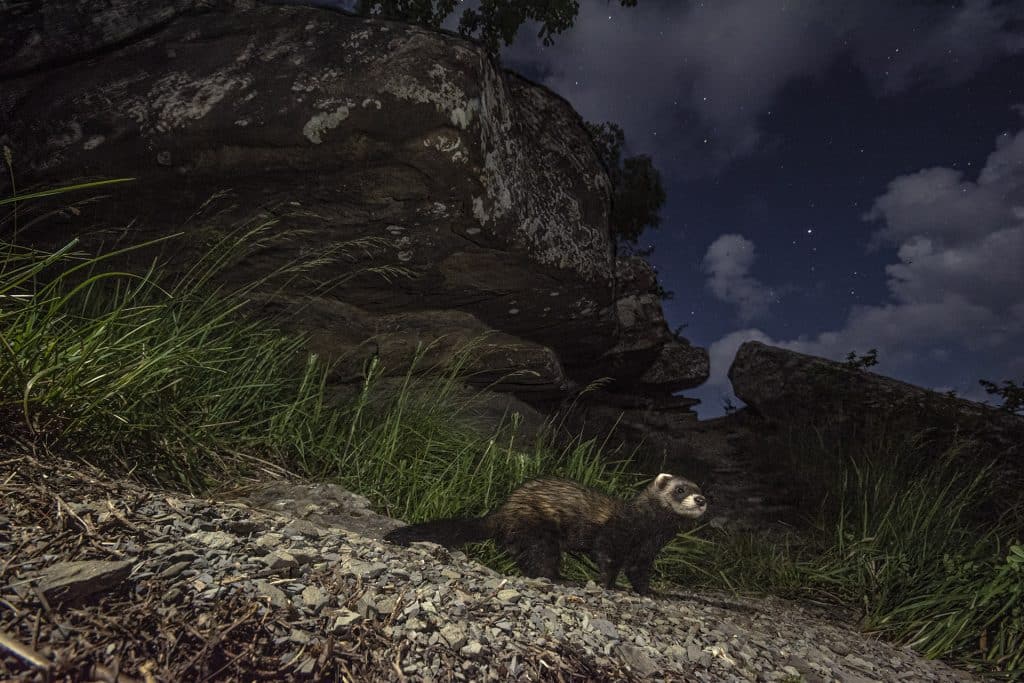 tasso puzzola fauna foto Andrea Shoubridge