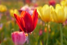 tulipani fiori primavera giardino