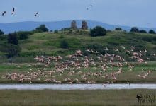 Fenicotteri e Isola Clodia Marco Brandi 1