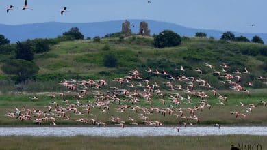 Fenicotteri e Isola Clodia Marco Brandi 1
