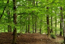 patrimonio forestale unione