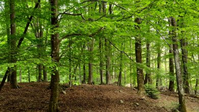 patrimonio forestale unione