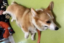 antropozoa pet therapy e1773572810824