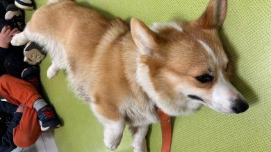 antropozoa pet therapy e1773572810824