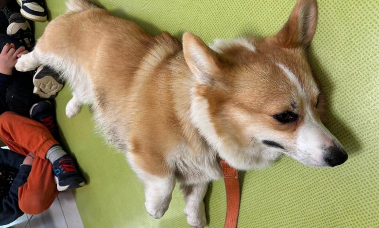 Arezzo, un laboratorio di pet therapy nelle scuole dell’infanzia di Castelfranco, Piandiscò e Faella 1 antropozoa pet therapy e1773572810824