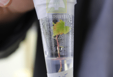 Foto TEA piantina con watermark