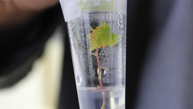 Foto TEA piantina con watermark