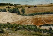 Le Vigne montenero orcia