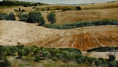Le Vigne montenero orcia