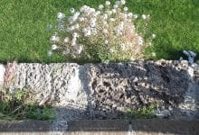 Mura botaniche pisa