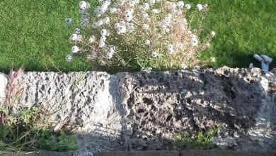 Mura botaniche pisa